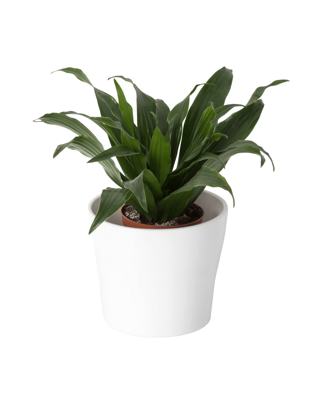 Green Modern Plant Store Logo (1)