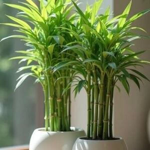 Lucky Bamboo plant