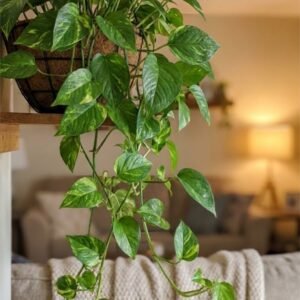 Money Plant (Epipremnum Aureum)
