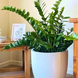 ZZ Plant (Zamioculcas zamiifolia)